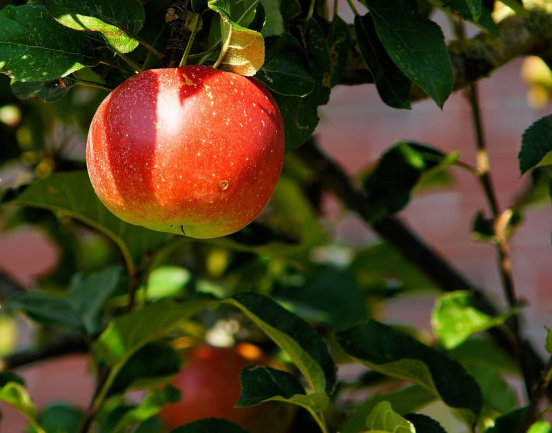 Unicorn Fruit Orchards