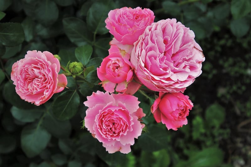 Fairy Rose