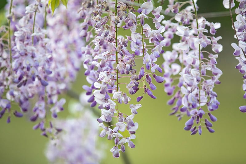 Hanging Baskets