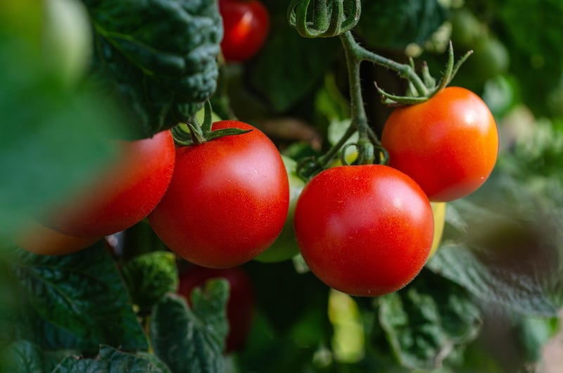 Vegetable Garden